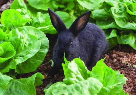 How To Keep Rabbits Out Of Your Vegetable Garden Royal Examiner