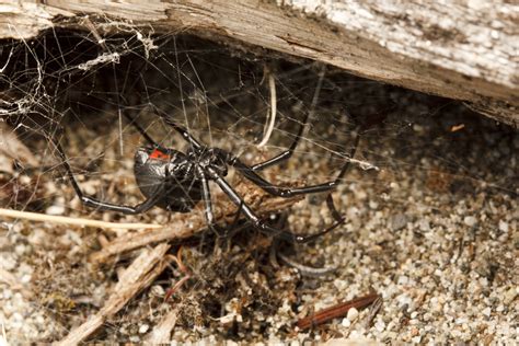 Black Widow Spiderbytes
