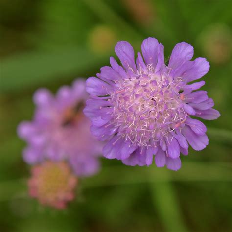 Flowers Field Scabious Knautia Arvensis Thanks For Id F Flickr