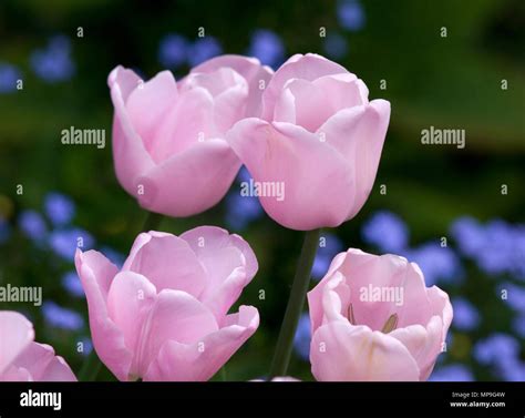 Tulip Pink Diamond Stock Photo Alamy