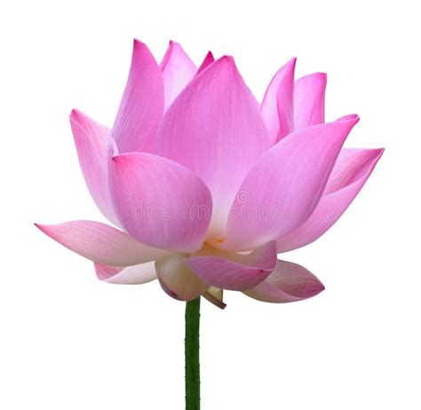 Close Up Pink Lotus Flower High Resolution Isolated On White Background