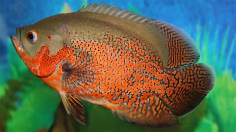 The following salts can be used in a salt treatment for your fish: What Causes Cloudy Eyes In Aquarium Fish?