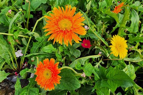 How To Grow And Care For Gerbera Daisies Gardenerpath