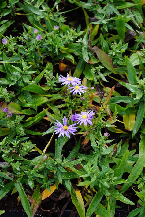 Da fachmärkte violett leider seit langem. Garten Kissen Aster kaufen | floranza.de » Ihr online ...