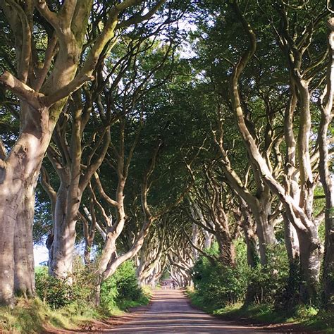 Ireland Travel Diary The Dark Hedges The Frugal Fashionista
