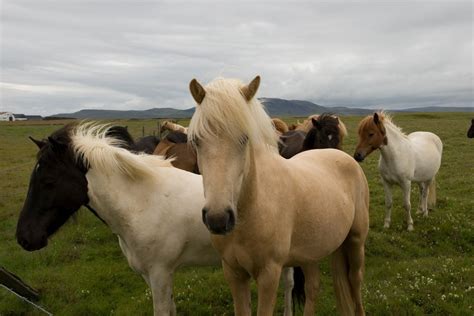 Distinguishing Between Horses And Ponies