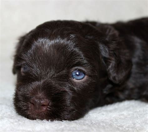 Our puppies are slowly weaned by their moms; HavaHug Havanese Puppies - HavaHug Havanese Puppies of ...