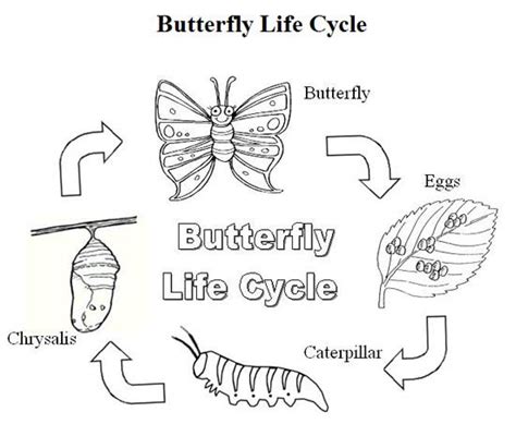 Printable Butterfly Life Cycle Coloring Page Aliviaecdixon