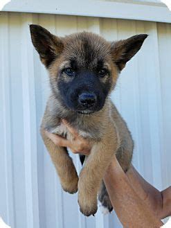 German shepherd female 3 month old puppy. Hartford, CT - German Shepherd Dog Mix. Meet Aloha, a ...