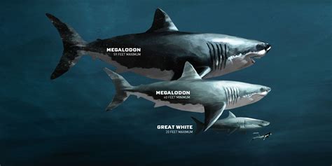 Megalodon Megalodon Shark Species Of Sharks