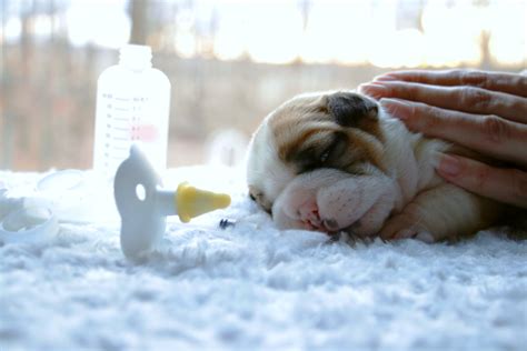 Enter your email address to receive alerts when we have new listings available for chocolate english bulldog puppies. How to Bottle Feed Newborn Bulldog Puppies