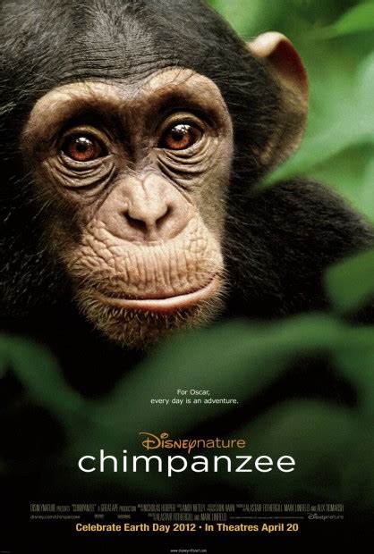 Disneynatures Chimpanzee Theatrical Trailer And Poster
