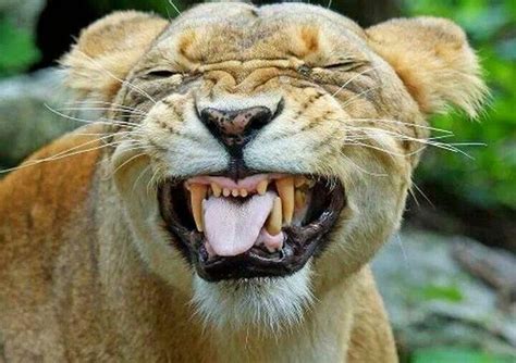Funny Cat Names Funny Lion Funny Animal Memes Funny Animal Pictures