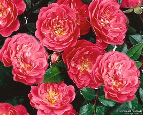 Buy Lovely Fairy Floribunda Rose Agel Rosen