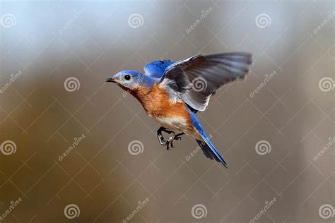 Bluebird In Flight Stock Image Image Of Sialia Songbird 16447735