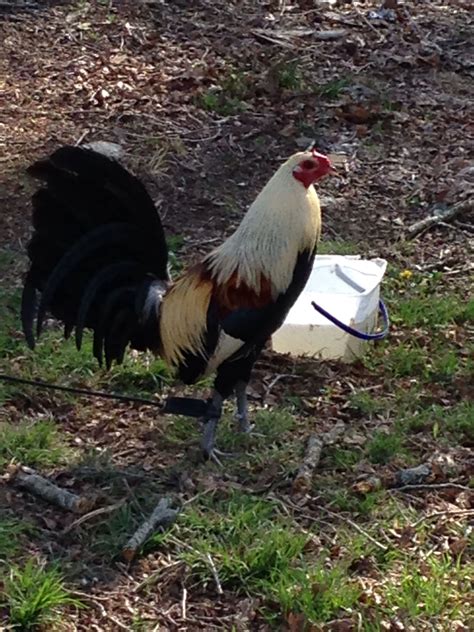 Toppy grey | Game fowl, Backyard birds, Game birds