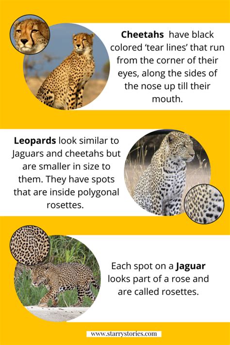 Did You Just Spot A Cheetah A Leopard And A Jaguar Starry Stories