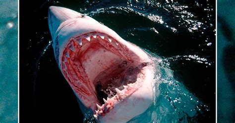 Real Life Jaws The Worst Shark Attacks Ever Recorded Shark Attack