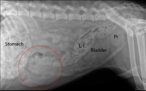 Spleen Cancer In Dogs And Cats Long Beach Animal Hospital