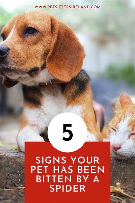 5 Signs Your Pet Has Been Bitten By A Spider And What To Do Next