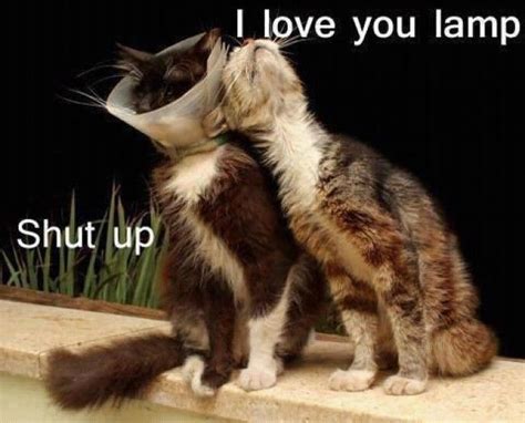 Kitty Humor Funny Animals With Captions Funny Animals Animal Memes