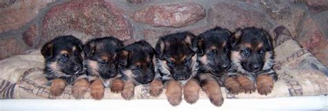 Maybe you would like to learn more about one of these? Average Price Of German Shepherd Puppy | PETSIDI