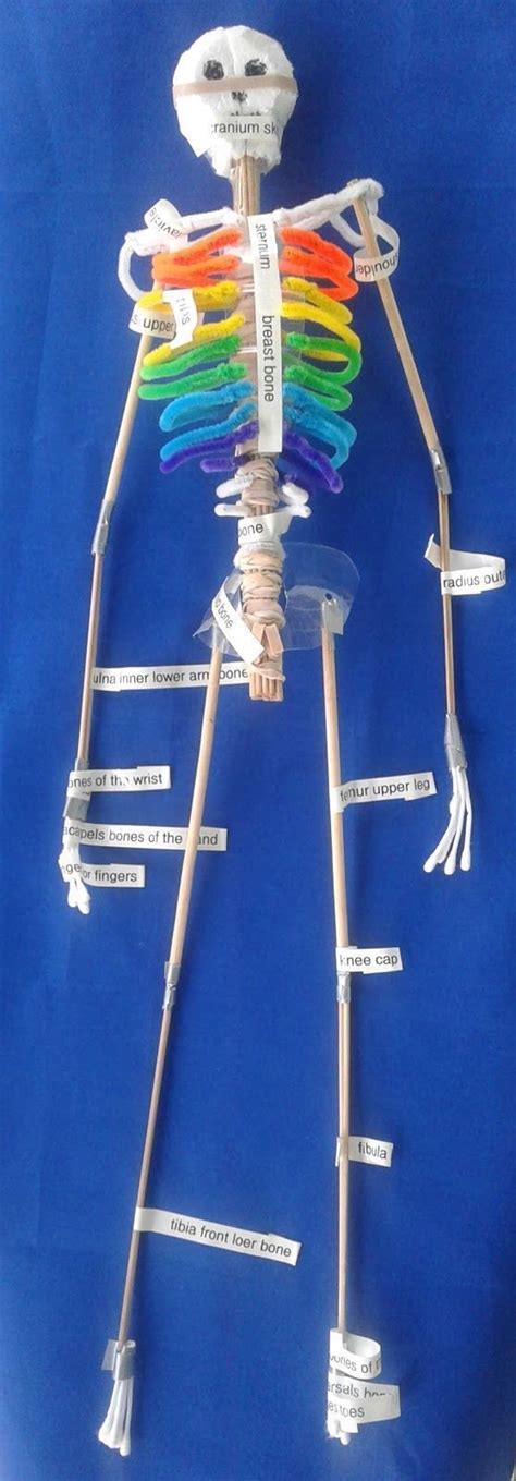 How To Make A Skeleton For Your Classroom With Images Skeleton