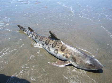 The Marine Mammal Center Leopard Sharks Might Not Be