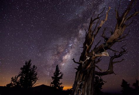 1920x1080 1920x1080 Nature Silhouette Night Stars Trees Branch Milky
