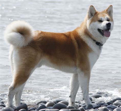 Japanese Akita Inu Info Temperament Puppies Pictures