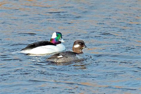 Bufflehead Duck Stock Photos Pictures And Royalty Free Images Istock