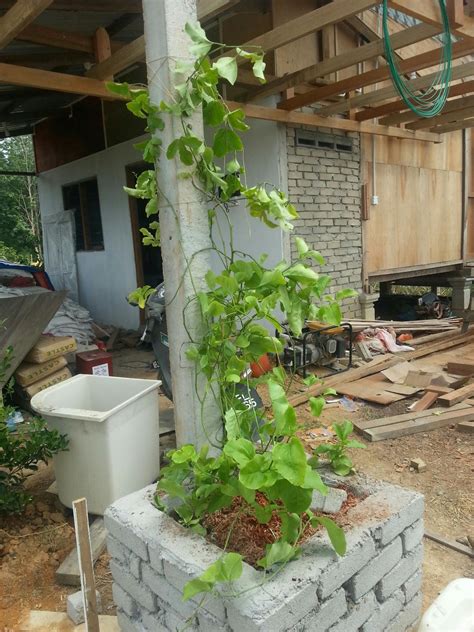 Pokok mangga is a small town in melaka, malaysia, which used to be bustling town during the 1970s and early '80s. Warisan PESAGI: KEBUN KAMPUNG LOMPAT - JUN 2015