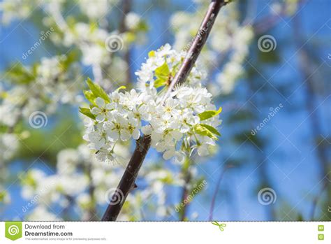 Flowering Crabapple Home The Apple Tree Blooms White Flowers Stock