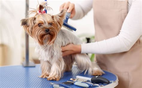 Best dog clippers and grooming scissors: Top Tips for Dog Grooming - Pets Health Foods