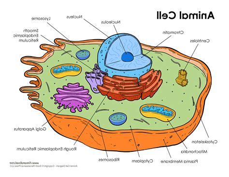 Animal Cell Diagram Unlabeled Labeled Functions And Diagram