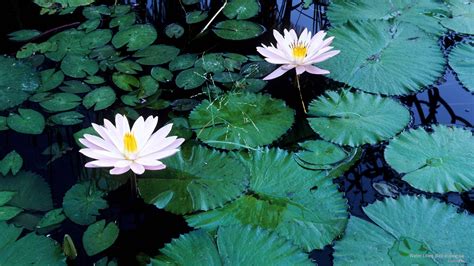Lily Pad Wallpapers 49 Background Pictures