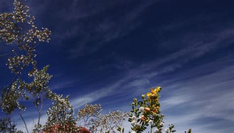 Simple techniques for efficient landscape watering; What Are the Flowering Trees in Phoenix? | Garden Guides