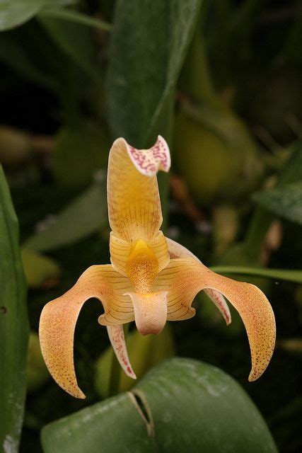 Bulbophyllum Polystictum Growing Orchids Unusual Flowers Orchid Flower
