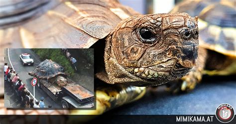 Oct 03, 2021 · erstere welt wird von schachbrettartigen kästchen an den wänden des raumes symbolisiert, die natur hingegen wird durch eine schildkröte und anderen motiven auf dem boden symbolisiert. Die größte Schildkröte der Welt - mimikama