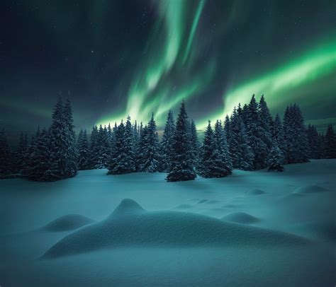 Download Tree Sky Winter Snow Night Nature Aurora Borealis Hd Wallpaper