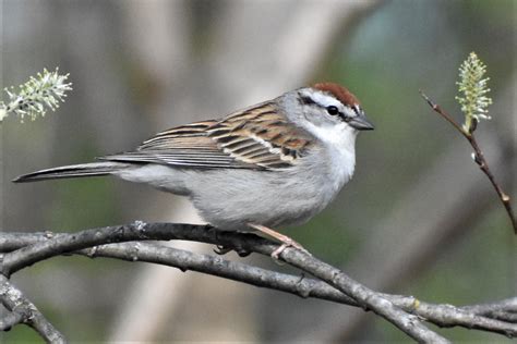 Six Local Sparrow Species — Which Is Which News Sports Jobs The