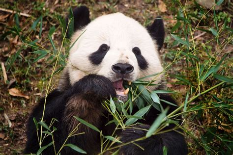 Giant Pandas Are No Longer An Endangered Species Wired Uk