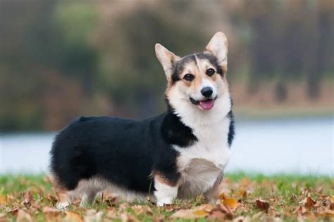 Pembroke Welsh Corgi Özellikleri Ve Bakımı Petibom