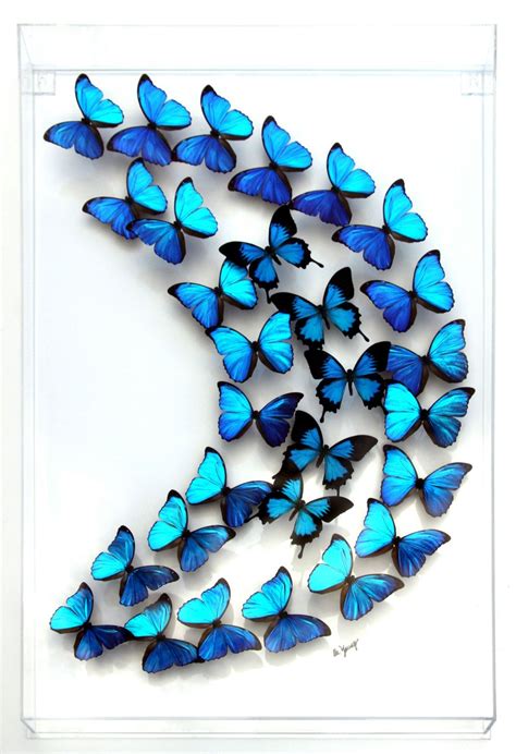 Real Butterflies Stunning Flight Papilio Ulysses And Morpho Butterfly
