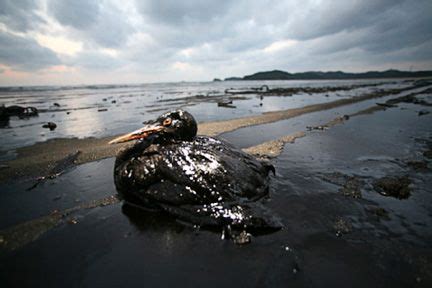 Oiseau Mazout | Marée noire, Animaux, Pollution de l'eau