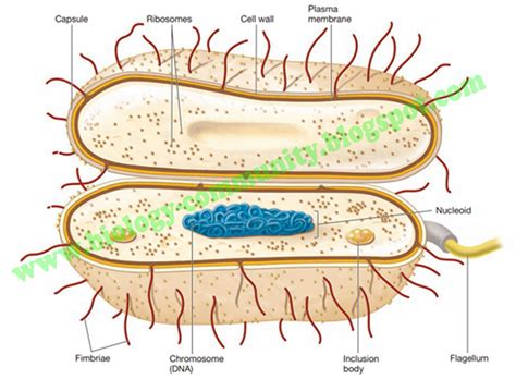 Explore more searches like gambar bakteri spiral. ciri-ciri Archaebacteria dan Eubacteria | lets-sekolah ...