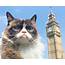 Grumpy Cat Tours London Says Meh Ow  Life With Cats