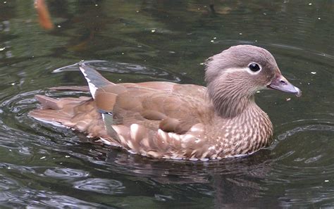Animal Zoo Life Ducksducks For Salemuscovy Ducktypes Of Duckkhaki