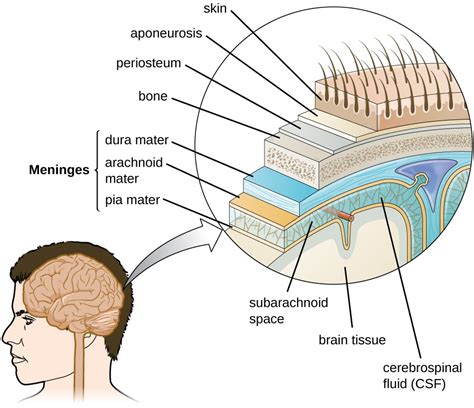 Anatomy Of The Nervous System Microbiology Sexiz Pix