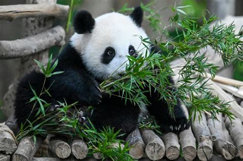 Fossil Discovery Solves Mystery Of How Pandas Became Vegetarian Iraqi